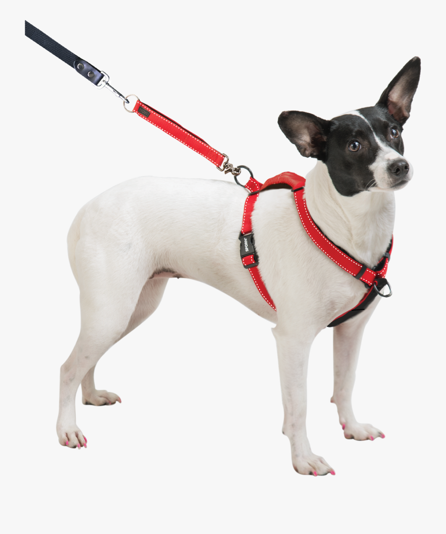 Dog Breed Toy Fox Terrier Miniature Fox Terrier Dog - Sporn Ultimate Control Harness, Transparent Clipart