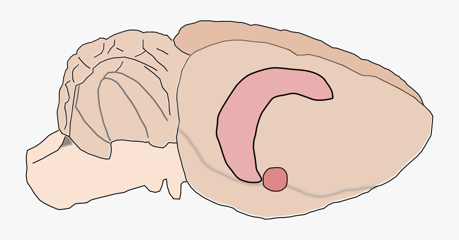 Rat Brain - Rat Brain Hippocampus Amygdala, Transparent Clipart
