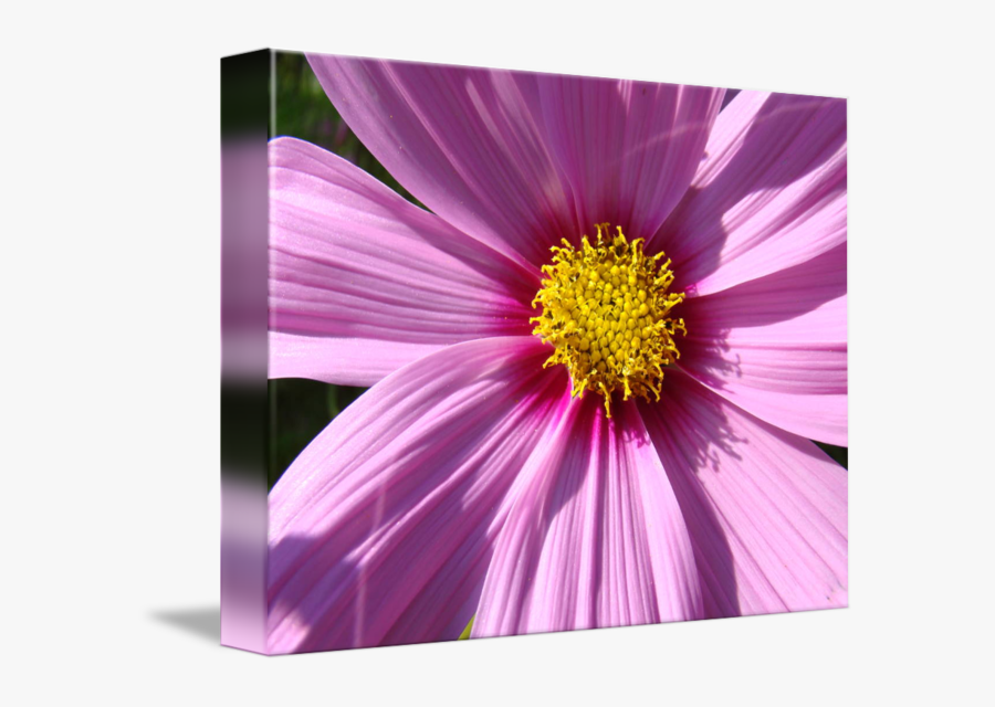 Clip Art Purple Daisies, Transparent Clipart