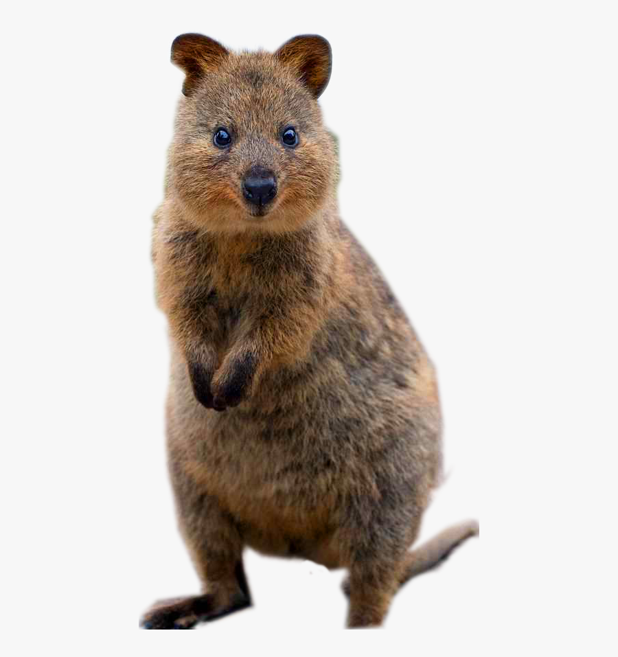 Groundhog - Standing Quokkas, Transparent Clipart