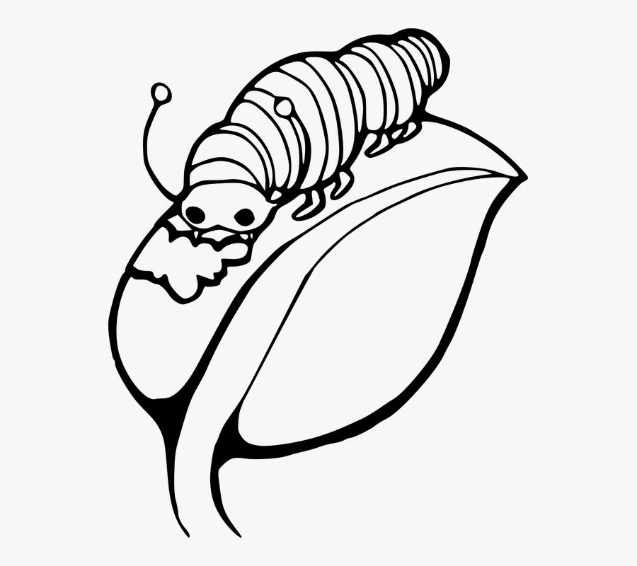 Oruga, Insectos, Larvas, Comer, De La Hoja - Caterpillar On A Leaf, Transparent Clipart