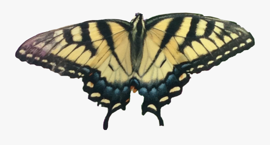 Butterfly Yellow Striped Black Caterpillar Freetoedit - Papilio Machaon, Transparent Clipart