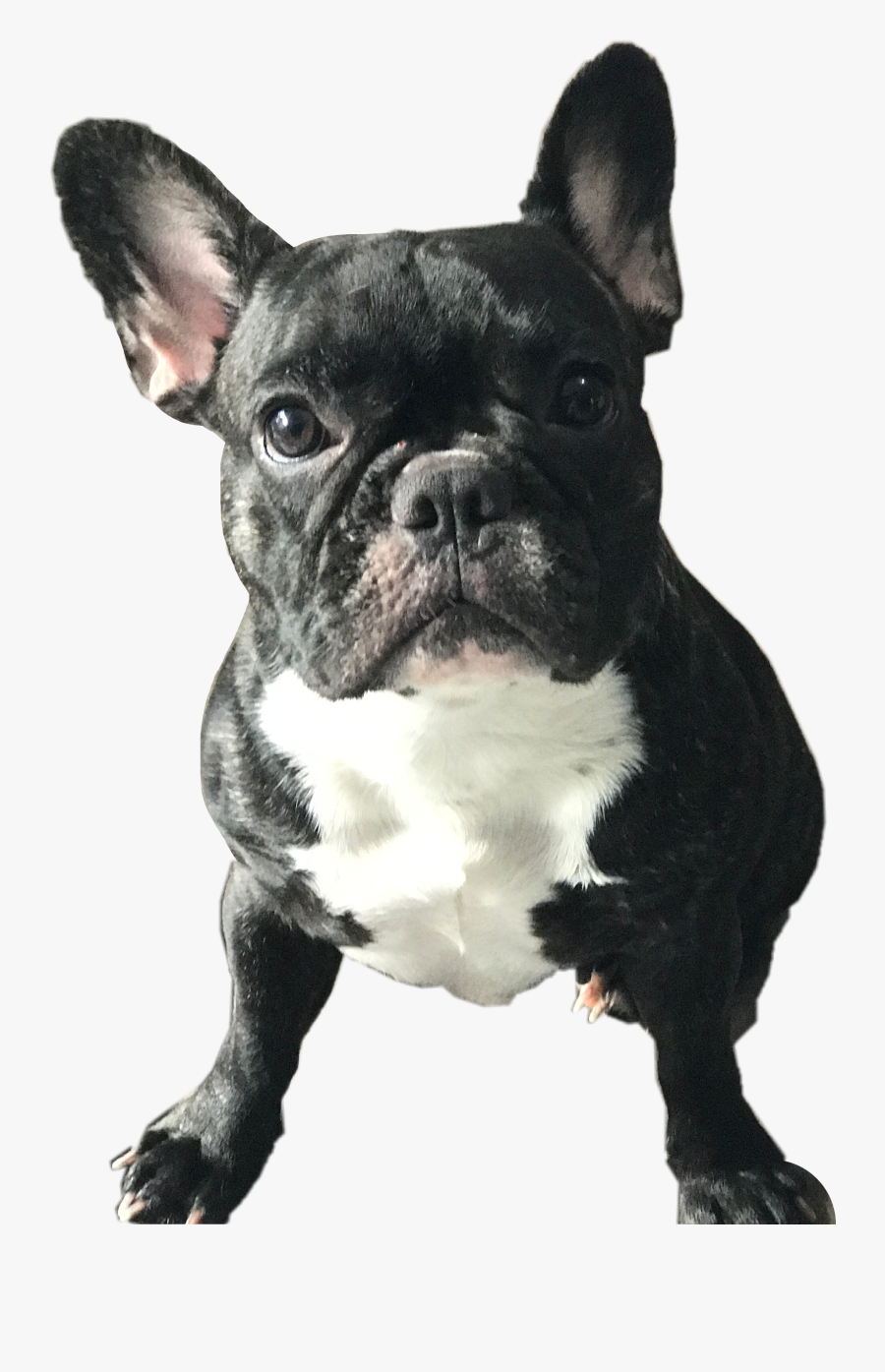 #bulldog #dog #frenchie #freetoedit - French Bulldog, Transparent Clipart