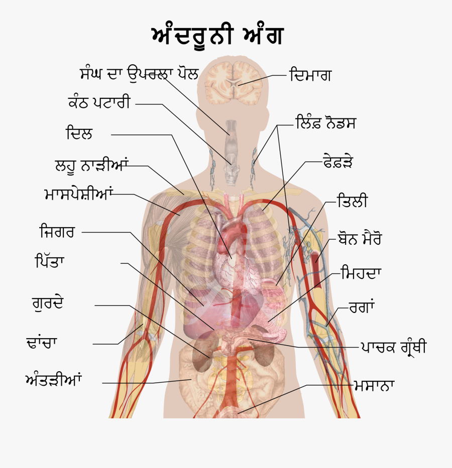 Clip Art File Pa Svg Wikimedia - Name Of The Body System, Transparent Clipart