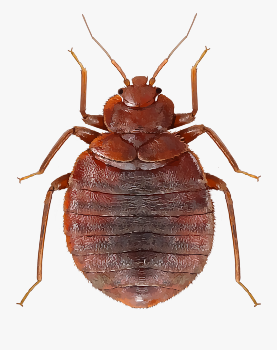Bug Beetle Looking Bedrooms Carpet Good - Bedbug Png, Transparent Clipart