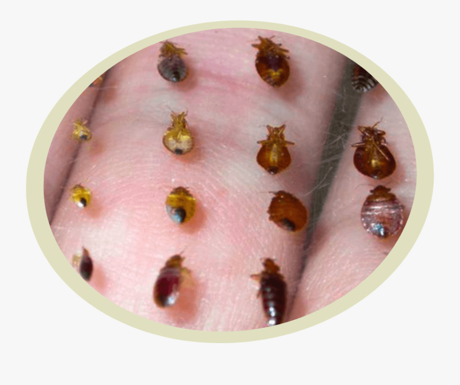 Transparent Scary Png - Bed Bug Life Cycle, Transparent Clipart