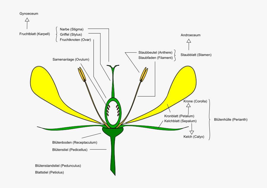 Dikotyle Bluete - Anatomy Of A Daisy, Transparent Clipart