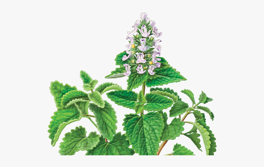 Catnip Png Transparent , Free Transparent Clipart - ClipartKey