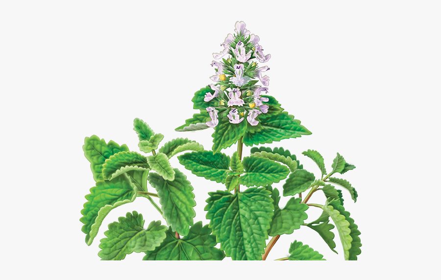 Catnip Png Transparent, Transparent Clipart