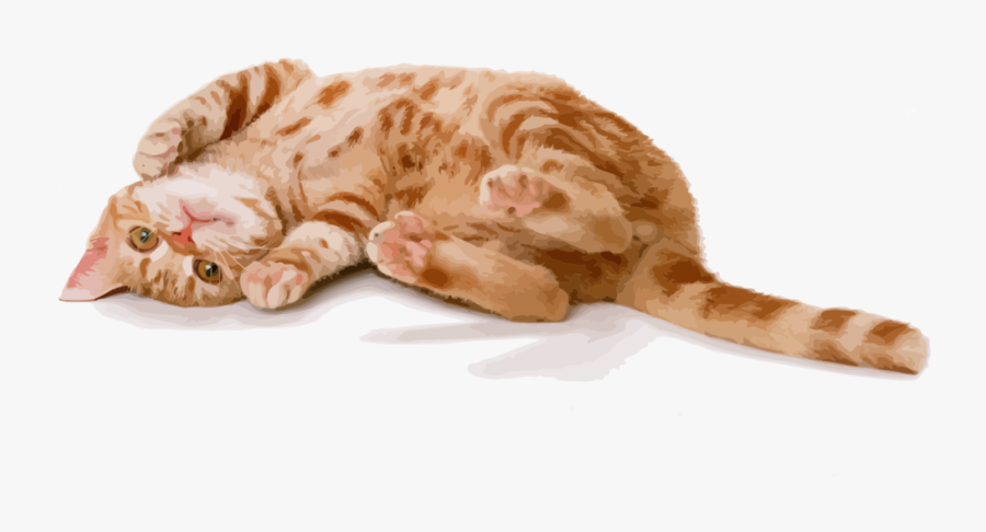 Carnivore,felidae,kitten - Cats Hd Png, Transparent Clipart