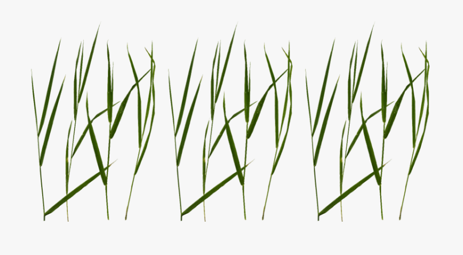 Free Png Download Grass Blade Texture Png Images Background - Free Grass Blade Texture, Transparent Clipart