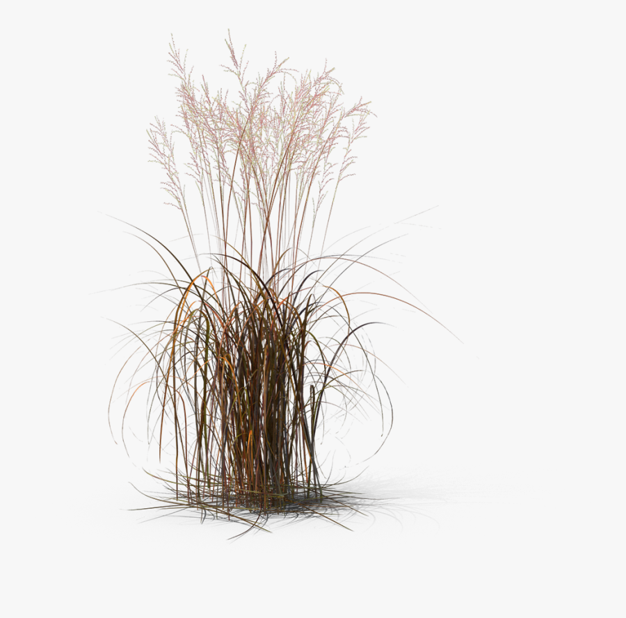 Transparent Fountain Grass Png - Fountain Grass Transparent, Transparent Clipart