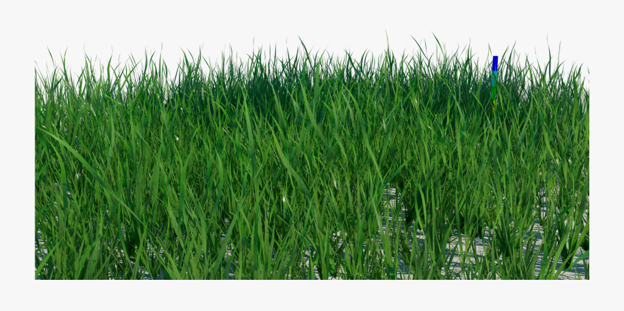 Transparent Grass Blade Texture Png - Sweet Grass, Transparent Clipart