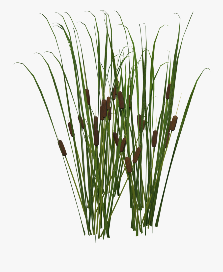 Transparent Cattail Png - Cat Tail Plant Png , Free Transparent Clipart