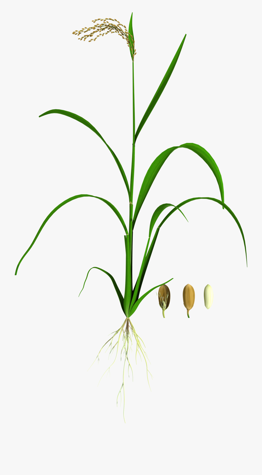 Transparent Blades Of Grass Clipart , Free Transparent Clipart - ClipartKey