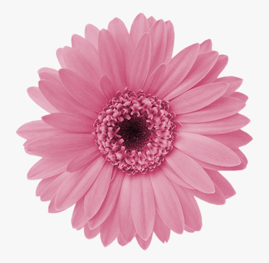 Transparent Daisy Flower Clipart - Pink Daisy Flower Png is a free transpar...