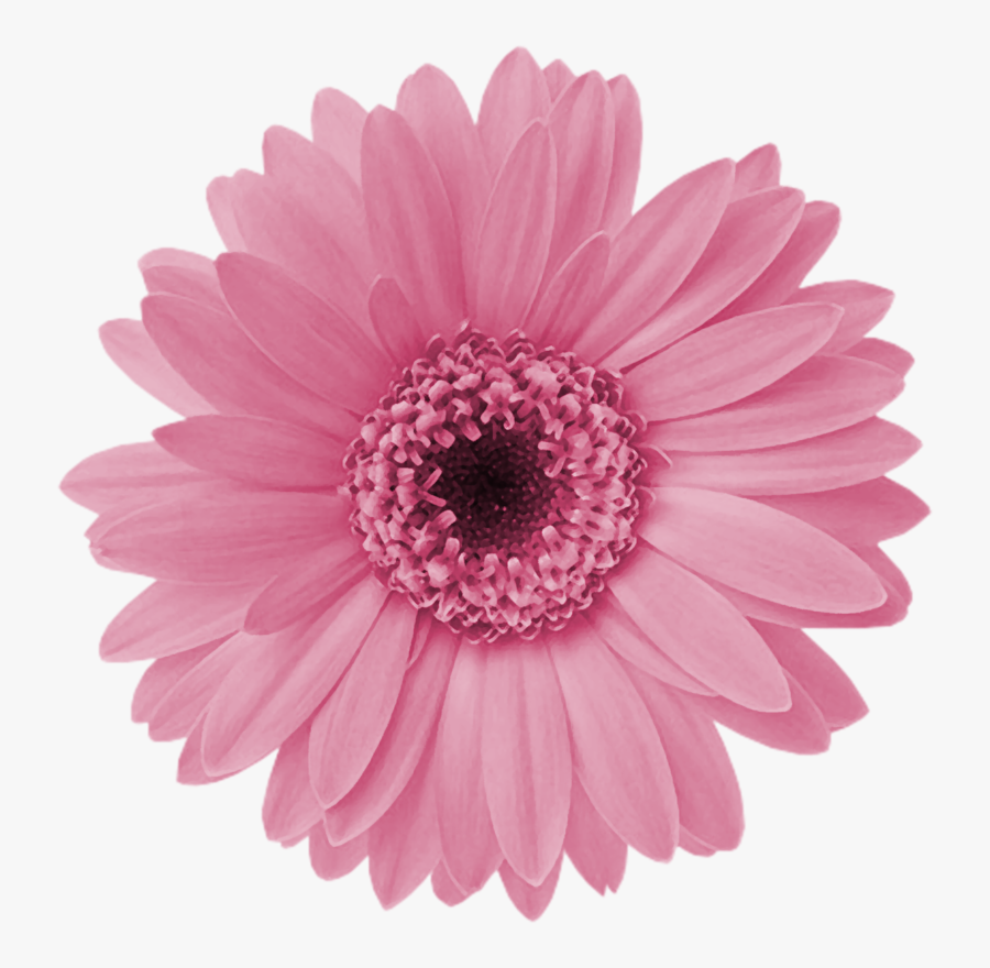 Transparent Daisy Flower Clipart - Pink Daisy Flower Png, Transparent Clipart