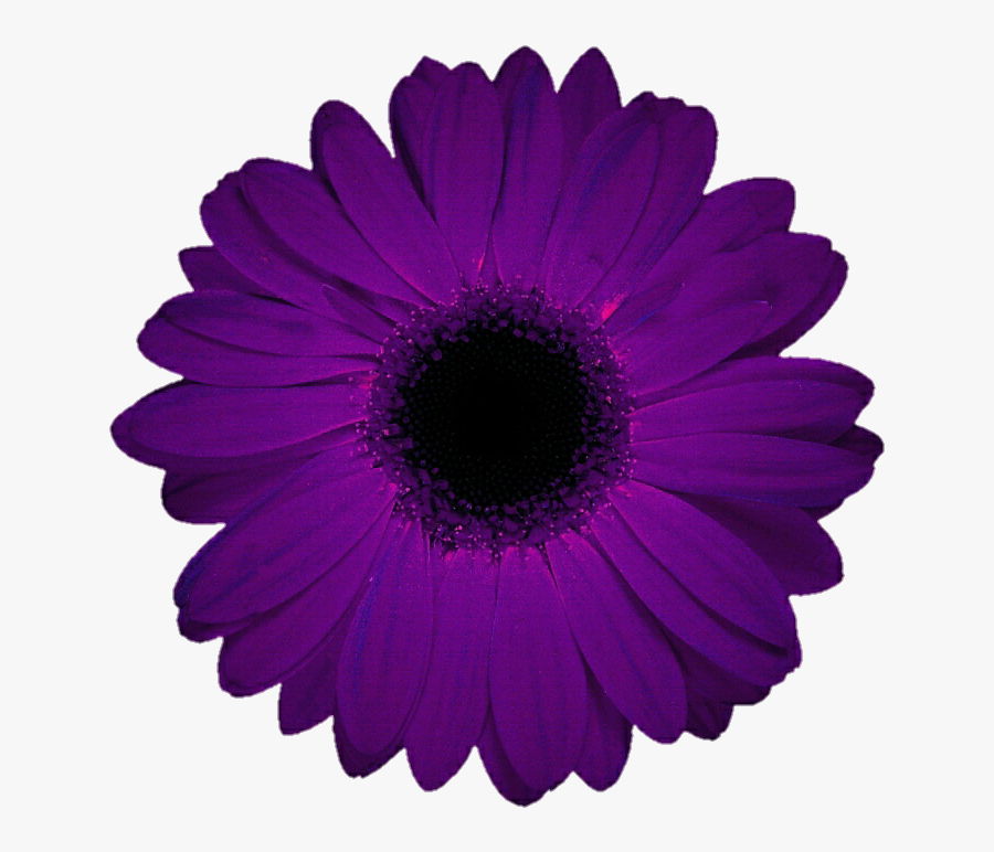 Barberton Daisy Clipart , Png Download - Tappeti X Albero Di Natale, Transparent Clipart