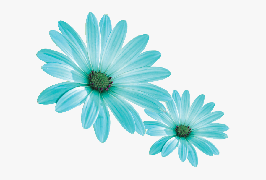 Gerbera Beauty & Training School Clipart , Png Download - African Daisy, Transparent Clipart