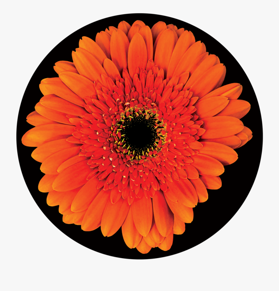 Apollo Gerbera Daisy - Barberton Daisy, Transparent Clipart