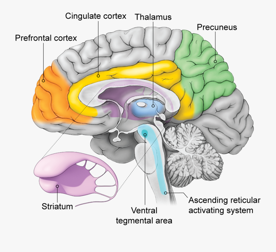 Cerebral Peduncle Midsagittal View, Transparent Clipart