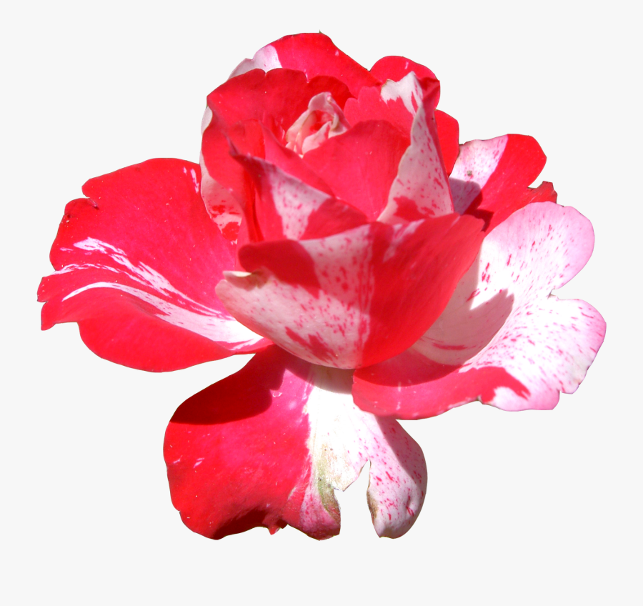 Transparent Carnations Clipart - Frida Kahlo Flowers Png, Transparent Clipart