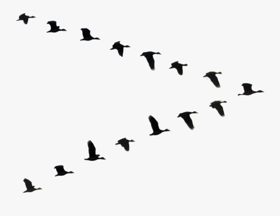 Duck Bird Flight Goose Flock - Flock Of Bird Self Organizing, Transparent Clipart