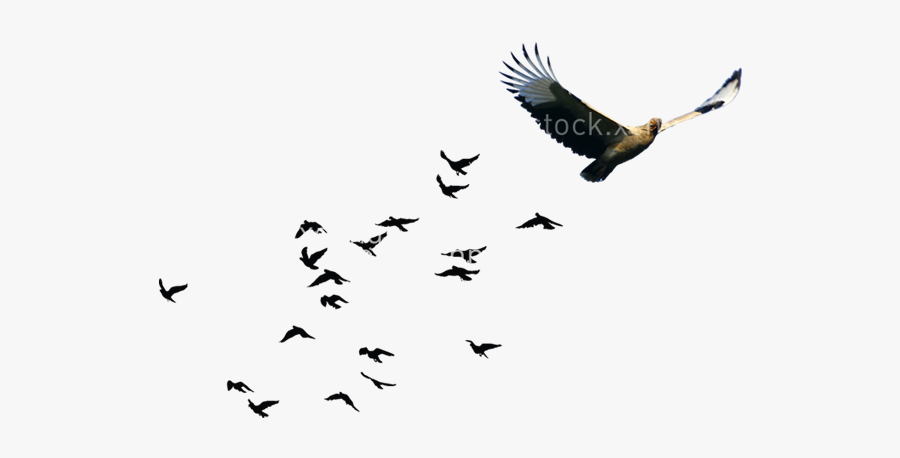 Bird Goose Flock, Transparent Clipart