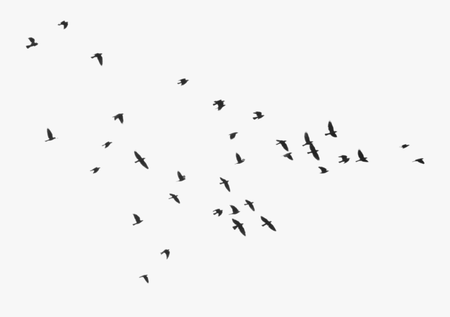 Bird Silhouette Clip Art - Dove Flock Silhouette Png, Transparent Clipart