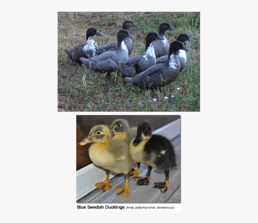 Clip Art Buff Geese - Grey Duck Breeds, Transparent Clipart