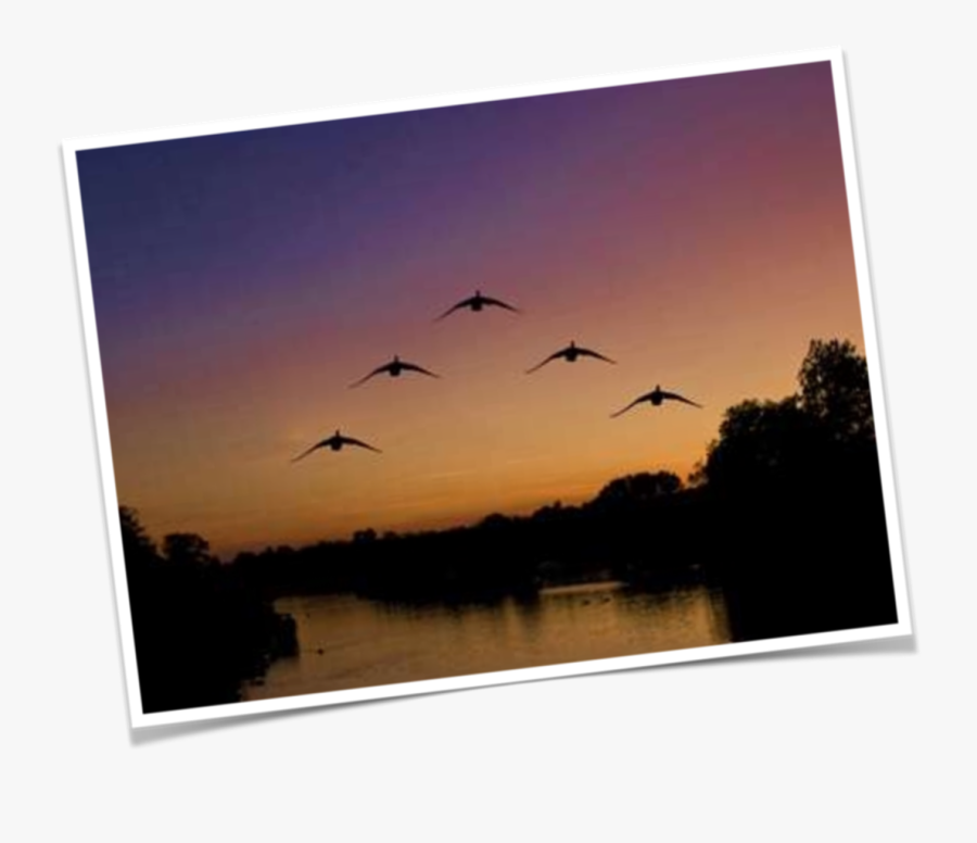 Transparent Geese Flying Png - Flock, Transparent Clipart