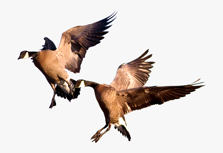 Duck, Transparent Clipart