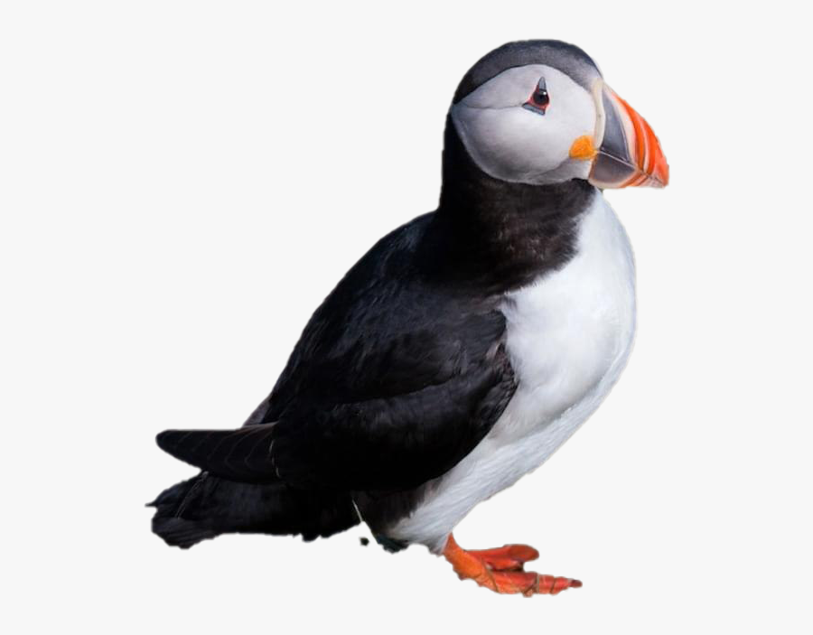 Atlantic Puffin, Transparent Clipart