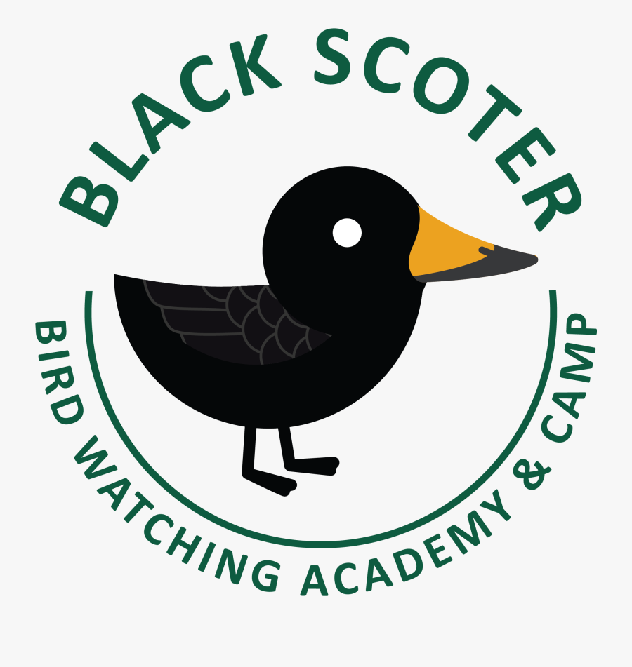 Black Scoter Picture - Twitter, Transparent Clipart