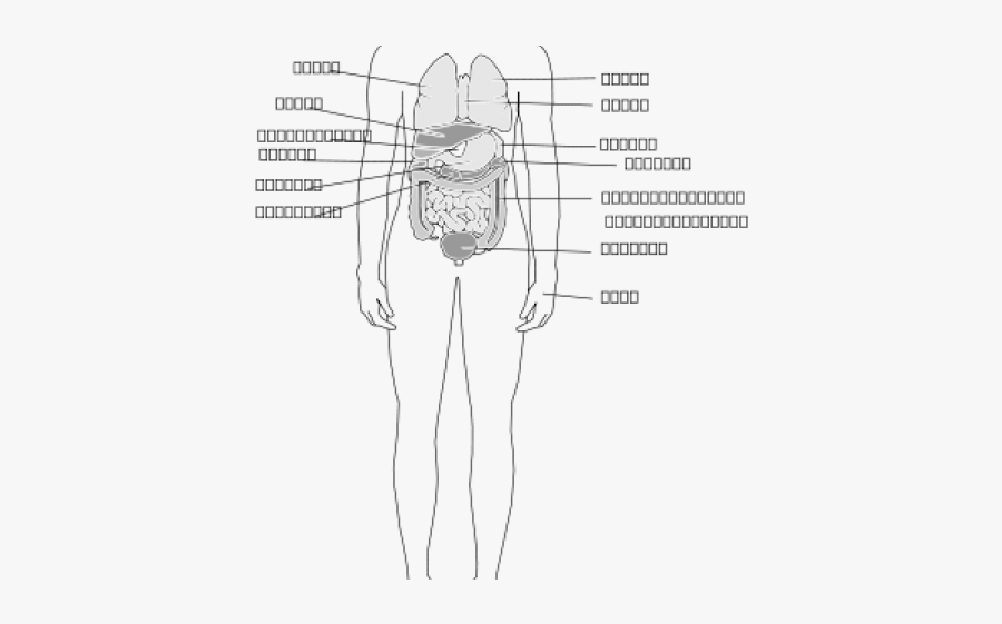 Organs Clipart Human Organism - Human Body, Transparent Clipart