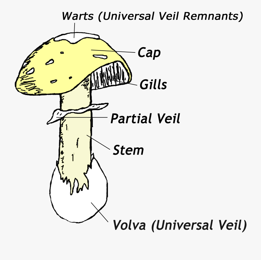 Clip Art Peziza Labeled - Autotrophs Heterotrophs Insectivorous And Saprotrophs, Transparent Clipart