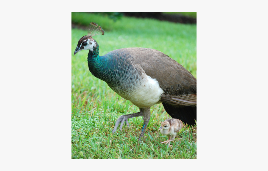Clip Art Preserve Winter Park Maitland - Peafowl, Transparent Clipart