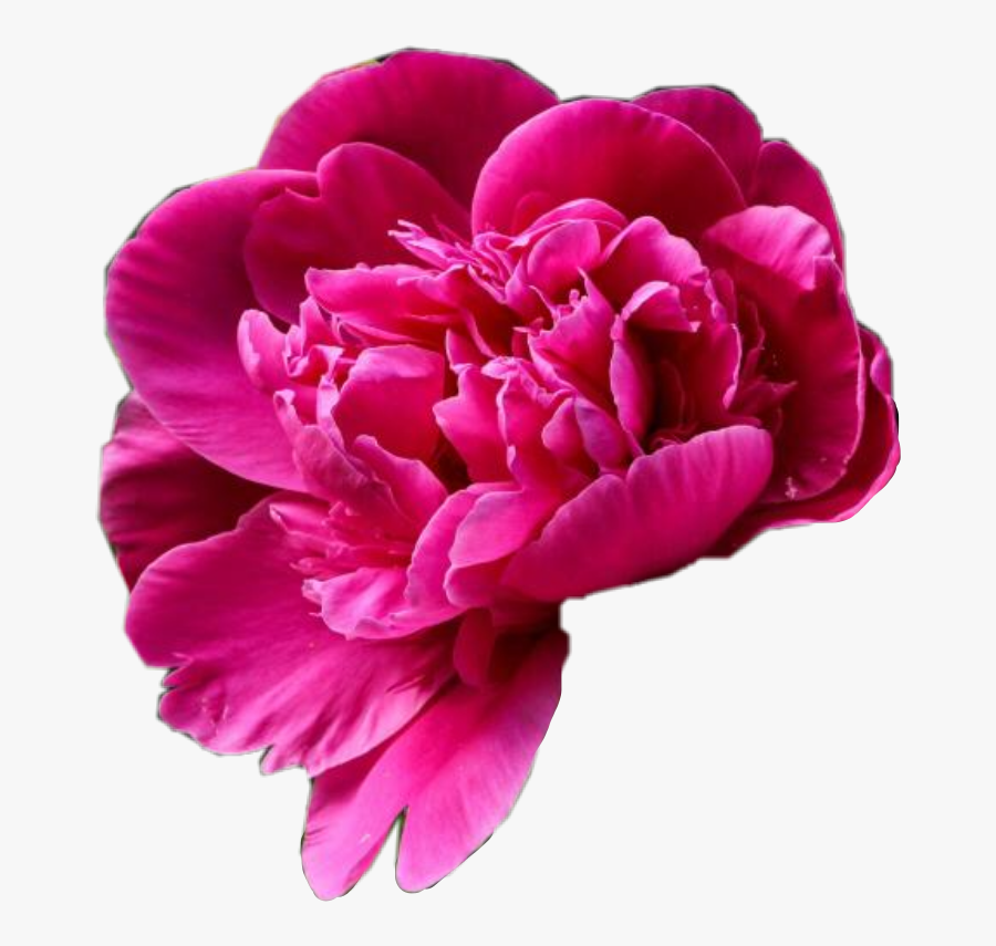 #flower #remixme #peony #peonyflower #peonies #whimsy, Transparent Clipart