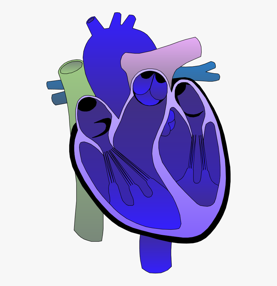 Heart Medical Diagram - Look After Your Heart, Transparent Clipart