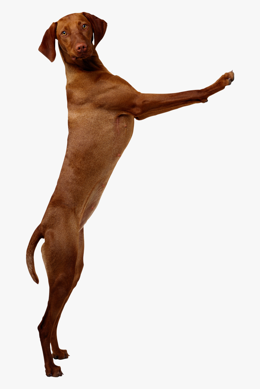 Vizsla Pet Sitting Pointer Labrador Retriever Puppy - Transparent Dog Jumping Png, Transparent Clipart