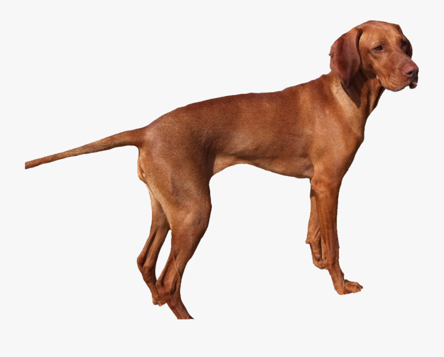 Transparent Free Dog Png - Realistic Dog Stickers, Transparent Clipart