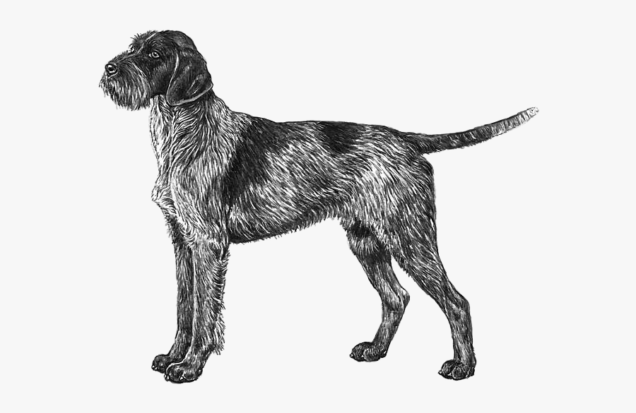 Wirehaired Pointing Griffon Eský Fousek German Wirehaired - Fågelhund Vorsteh, Transparent Clipart