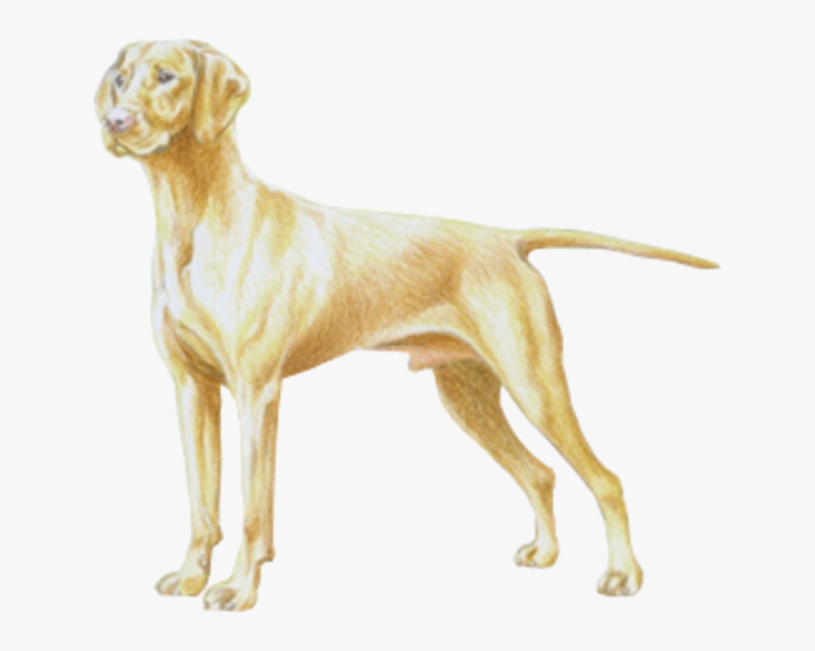 Hungarian Short-haired Vizsla - Dog Yawns, Transparent Clipart