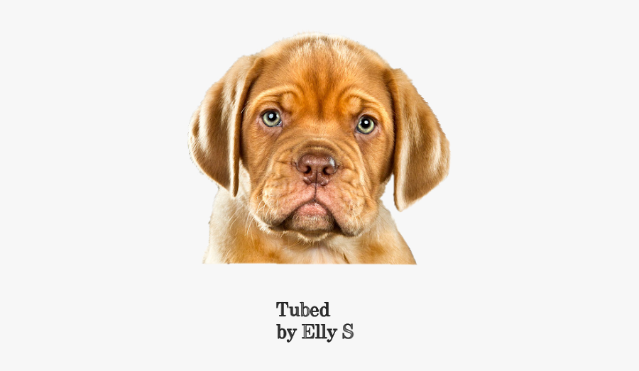Puggle Dogue De Bordeaux Puppy Vizsla Dog Breed - Dogue De Bordeaux, Transparent Clipart