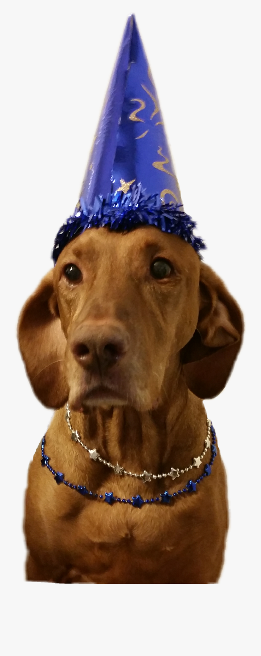 Vizsla, Transparent Clipart