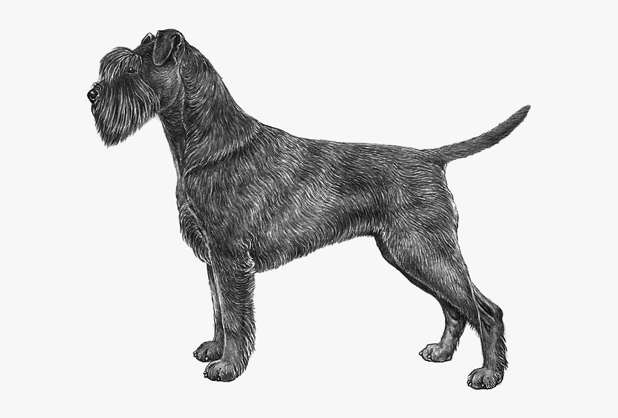 Boxer Vizsla Maltese Dog Drawing - Standard Schnauzer, Transparent Clipart