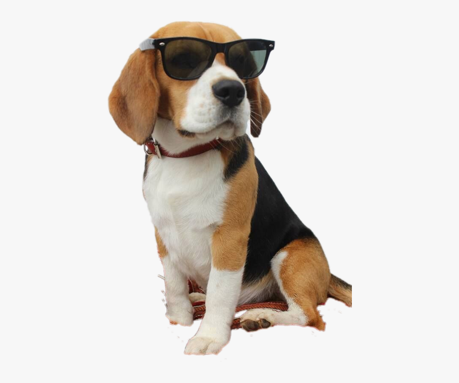 Dog Beagle Freetoedit - Beagle With Sunglasses, Transparent Clipart