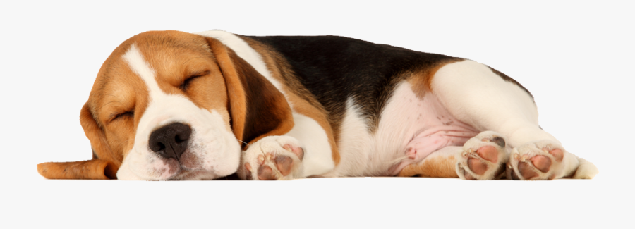 Puppy Png Beagle - Sleeping Dog Transparent Background, Transparent Clipart