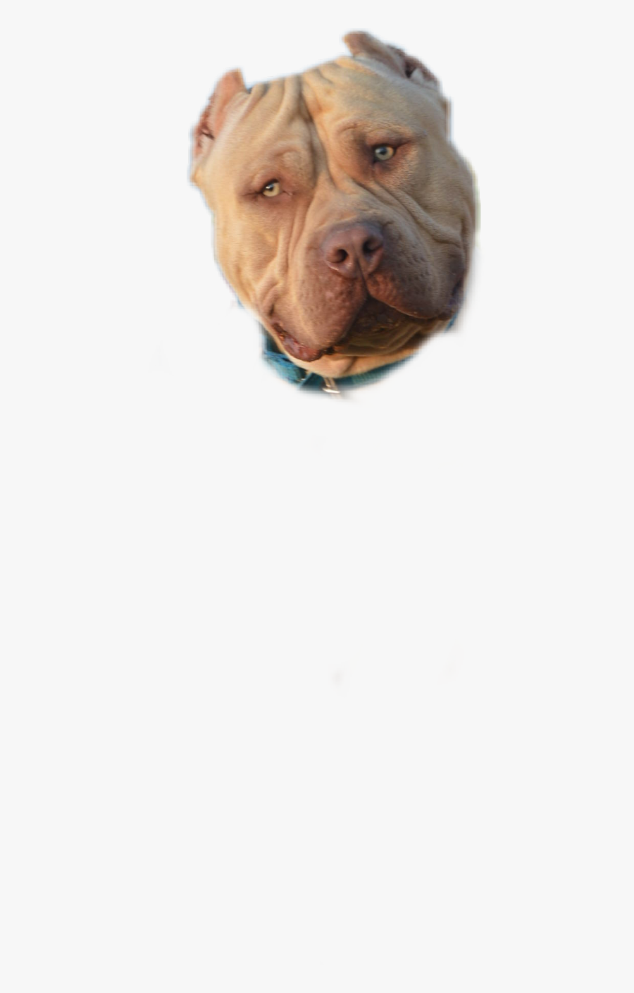 Darius Freetoedit - Dogue De Bordeaux, Transparent Clipart