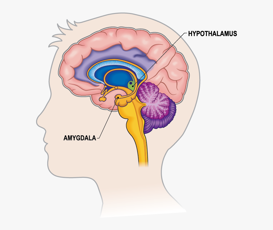 Part Of The Brain Deals With Thinking, Transparent Clipart